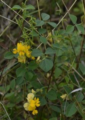Rhynchosia minima australis