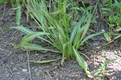 Microseris nutans