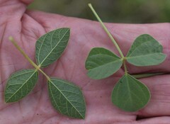 Rhynchosia minima australis