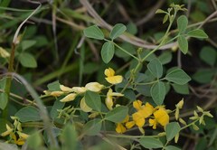 Rhynchosia minima australis