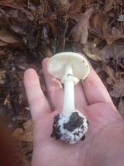 Amanita lavendula