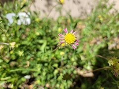 Gaillardia aestivalis winkleri