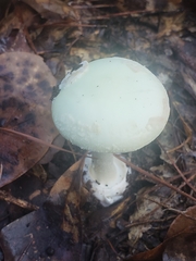 Amanita lavendula