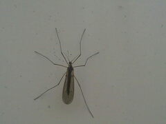 Trichocera