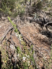 Olearia ramulosa
