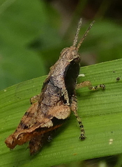 Eujivarus meridionalis