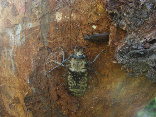 Anoeme
