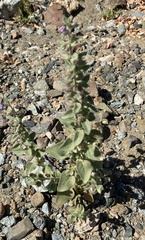Pseudorontium cyathiferum