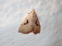 Herminodes subclara