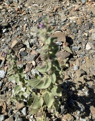 Pseudorontium cyathiferum