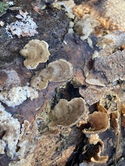 Cerrena zonata