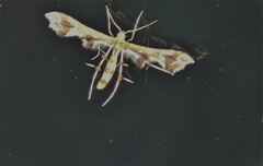 Geina periscelidactylus