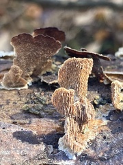 Cerrena zonata