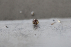 Euconulus