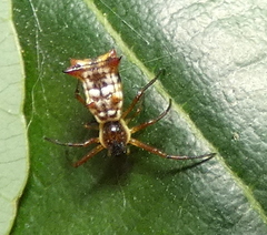 Micrathena fissispina
