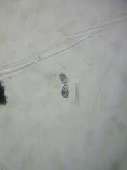 Colepidae