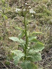 Verbesina microptera