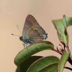 Satyrium saepium