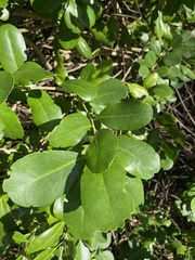 Laguncularia racemosa