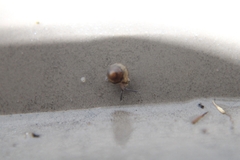 Euconulus