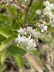 Verbesina microptera