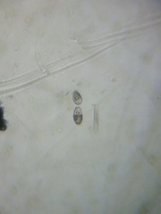 Colepidae