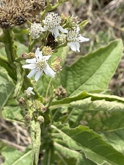 Verbesina microptera