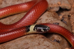 Apostolepis flavotorquata