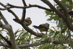 Platycercus elegans flaveolus