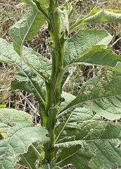 Verbesina microptera