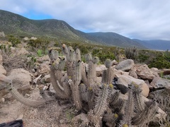 Trichocereus deserticola