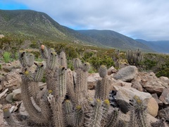 Trichocereus deserticola