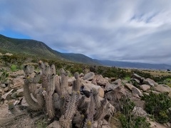 Trichocereus deserticola