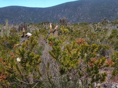Heliotropium
