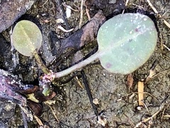 Symphyotrichum undulatum