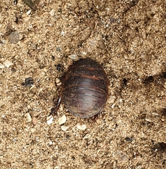 Polyphaga aegyptiaca
