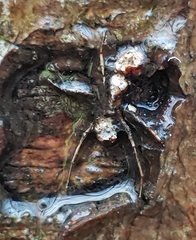 Ophiocordyceps unilateralis