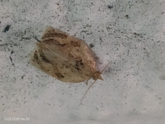 Adoxophyes privatana