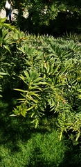 Araucaria bidwillii