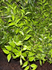 Duranta erecta