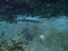 Aulostomus maculatus