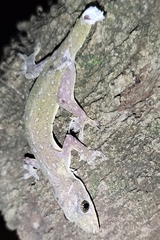 Hemidactylus garnotii