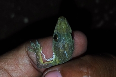 Hemidactylus garnotii