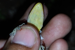 Hemidactylus garnotii