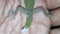 Hemidactylus garnotii