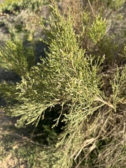 Baccharis