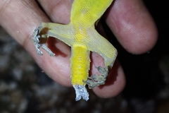 Hemidactylus garnotii