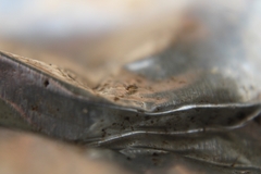 Entomobryidae