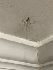 Pholcus phalangioides