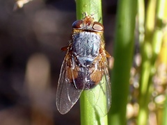 Calliphora